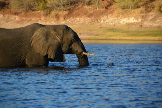 Elefanti e bufali