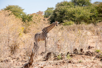 Giraffe, gazzelle e zebre